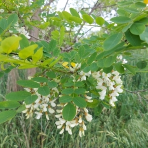 Robinia pseudoacacia at Fraser, ACT - 10 Nov 2021