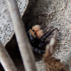 Euophryinae sp.(Undescribed) (subfamily) at Mulligans Flat - 23 Nov 2021 by CathB