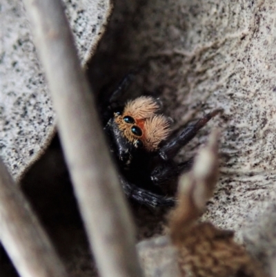 Euophryinae sp.(Undescribed) (subfamily) at Forde, ACT - 23 Nov 2021 by CathB