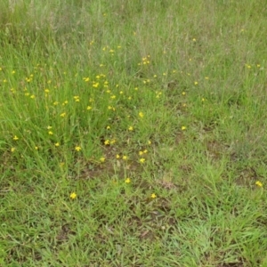 Goodenia pinnatifida at Amaroo, ACT - 24 Nov 2021