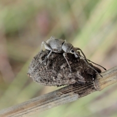 Merimnetes oblongus (Radiata pine shoot weevil) at Cook, ACT - 21 Nov 2021 by CathB