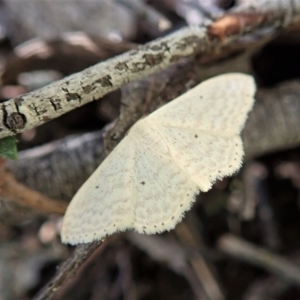 Scopula optivata at Coree, ACT - 16 Nov 2021 04:27 PM