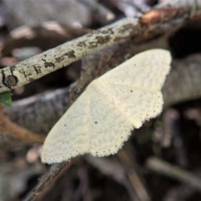 Scopula optivata (Varied Wave) at Coree, ACT - 16 Nov 2021 by CathB