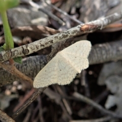 Scopula optivata at Coree, ACT - 16 Nov 2021 04:27 PM