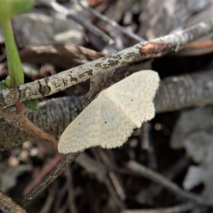 Scopula optivata at Coree, ACT - 16 Nov 2021