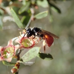 Exoneura sp. (genus) (A reed bee) at Cook, ACT - 17 Nov 2021 by CathB