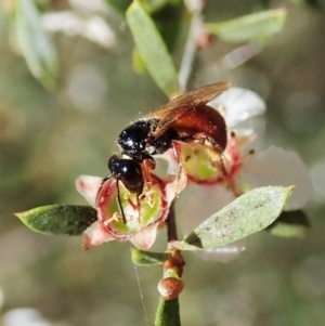 Exoneura sp. (genus) at Cook, ACT - 17 Nov 2021