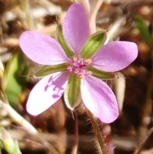 Erodium sp. at Molonglo Valley, ACT - 31 Oct 2021 10:30 AM