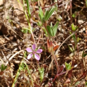 Erodium sp. at Molonglo Valley, ACT - 31 Oct 2021