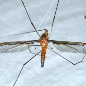 Leptotarsus (Macromastix) costalis at Ainslie, ACT - 22 Nov 2021 09:37 PM