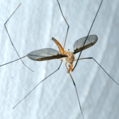 Leptotarsus (Macromastix) costalis at Ainslie, ACT - 22 Nov 2021