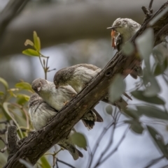 Daphoenositta chrysoptera (Varied Sittella) at Mount Ainslie - 23 Nov 2021 by trevsci