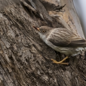 Daphoenositta chrysoptera at Pialligo, ACT - 23 Nov 2021 02:00 PM