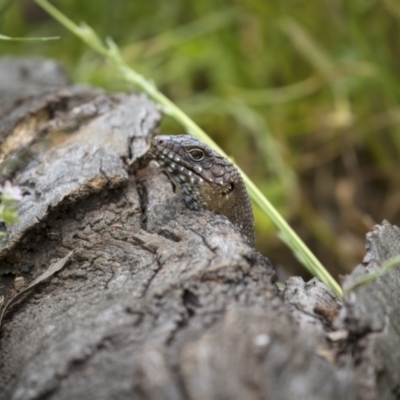 Egernia cunninghami (Cunningham's Skink) at Pialligo, ACT - 23 Nov 2021 by trevsci