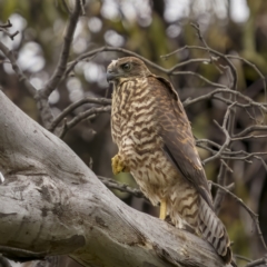 Tachyspiza fasciata (Brown Goshawk) at Pialligo, ACT - 23 Nov 2021 by trevsci