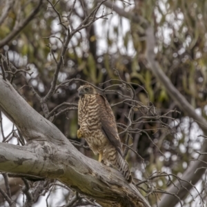 Accipiter fasciatus at Pialligo, ACT - 23 Nov 2021