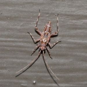 Miridae (family) at Acton, ACT - 21 Nov 2021