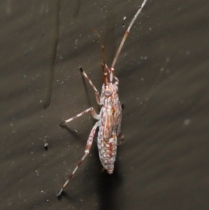 Miridae (family) at Acton, ACT - 21 Nov 2021 11:43 AM