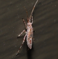 Miridae (family) at Acton, ACT - 21 Nov 2021