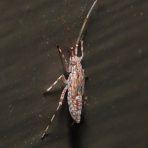 Miridae (family) at Acton, ACT - 21 Nov 2021 11:43 AM