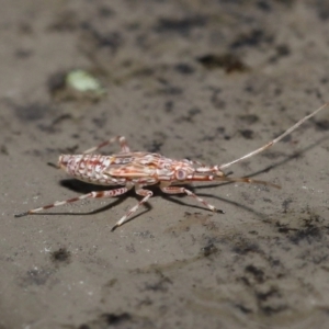 Miridae (family) at Acton, ACT - 21 Nov 2021 11:43 AM