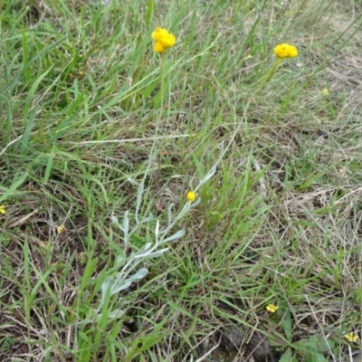 Chrysocephalum apiculatum (Common Everlasting) at Lower Boro, NSW - 23 Nov 2021 by JanetRussell