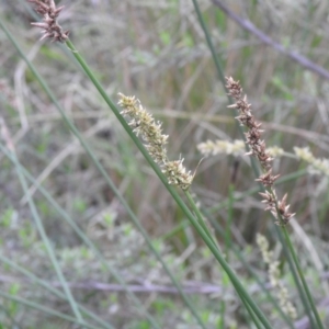 Carex appressa at Carwoola, NSW - 21 Nov 2021