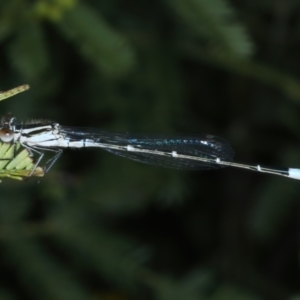 Austroagrion watsoni at Hackett, ACT - 23 Nov 2021