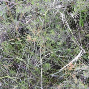 Juncus subsecundus at Carwoola, NSW - suppressed