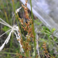 Juncus subsecundus at Carwoola, NSW - suppressed