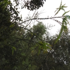 Acacia vestita (Hairy Wattle) at Carwoola, NSW - 21 Nov 2021 by Liam.m