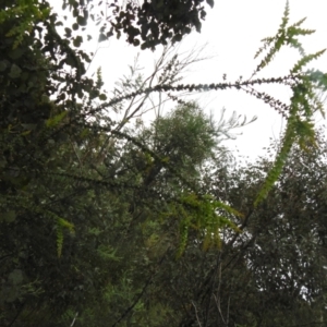 Acacia vestita at Carwoola, NSW - suppressed