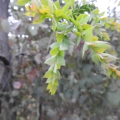 Acacia vestita at Carwoola, NSW - 21 Nov 2021