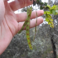 Acacia vestita at Carwoola, NSW - suppressed