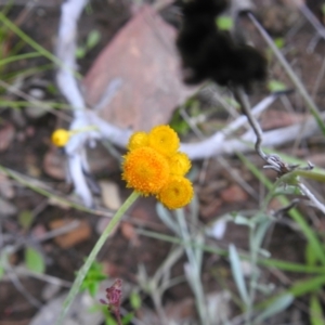 Chrysocephalum apiculatum at Carwoola, NSW - 21 Nov 2021