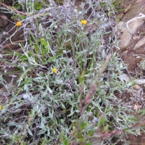 Chrysocephalum apiculatum at Carwoola, NSW - 21 Nov 2021