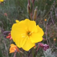 Oenothera stricta subsp. stricta (Common Evening Primrose) at Paddys River, ACT - 23 Nov 2021 by MichaelBedingfield