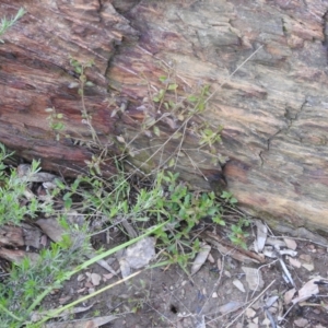 Opercularia hispida at Carwoola, NSW - suppressed