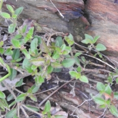 Opercularia hispida at Carwoola, NSW - suppressed