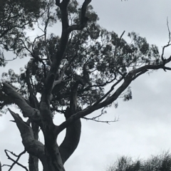 Callocephalon fimbriatum (Gang-gang Cockatoo) at Deakin, ACT - 24 Nov 2021 by Tapirlord