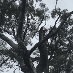 Callocephalon fimbriatum at Deakin, ACT - suppressed