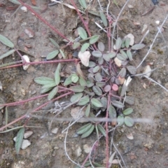 Grona varians (Slender Tick-Trefoil) at Carwoola, NSW - 21 Nov 2021 by Liam.m