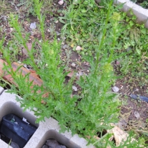 Senecio bathurstianus at Carwoola, NSW - 21 Nov 2021