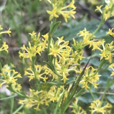 Pimelea curviflora var. sericea (Curved Riceflower) at Deakin, ACT - 24 Nov 2021 by Tapirlord