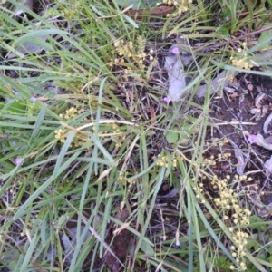 Lomandra filiformis subsp. coriacea at Carwoola, NSW - 21 Nov 2021