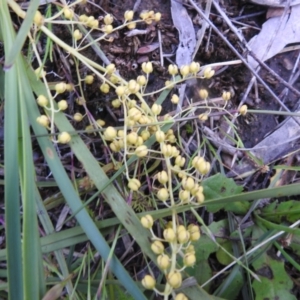 Lomandra filiformis subsp. coriacea at Carwoola, NSW - 21 Nov 2021