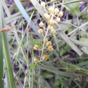 Lomandra filiformis subsp. coriacea at Carwoola, NSW - 21 Nov 2021