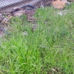 Ehrharta erecta (Panic Veldtgrass) at Carwoola, NSW - 21 Nov 2021 by Liam.m