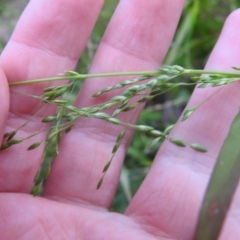 Ehrharta erecta at Carwoola, NSW - suppressed