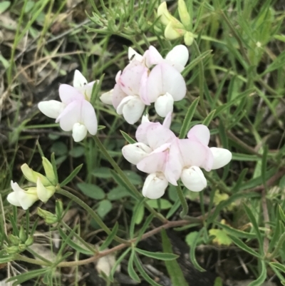 Lotus australis (Austral Trefoil) at Deakin, ACT - 24 Nov 2021 by Tapirlord